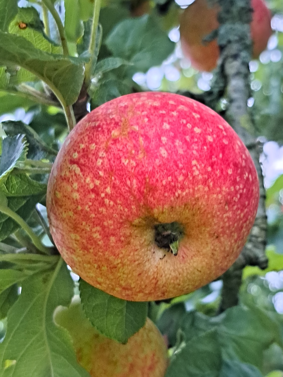 Beauty of Bath (one of our more than 80 varieties of apple)
